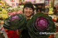 紫玉甘藍 紫玉甘藍