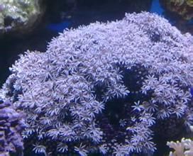 羽珊瑚 羽珊瑚