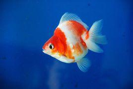 鎦金金魚 鎦金金魚