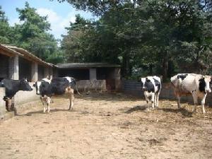 （圖）奶牛養殖