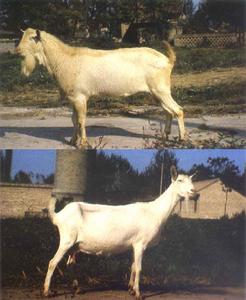 泗水裘皮羊 泗水裘皮羊