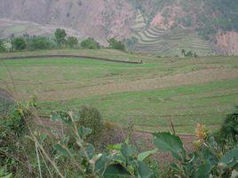 大邑雞村 大邑雞村