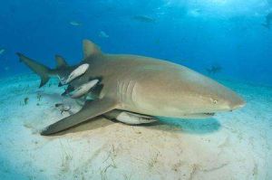 大西洋擬紋諧魚 大西洋擬紋諧魚