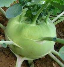 炒苤藍絲 炒苤藍絲