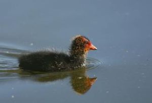 白骨頂雞澳洲亞種 白骨頂雞澳洲亞種