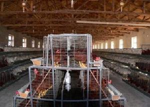 環境安全型蛋雞舍