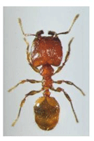 （圖）火蟻