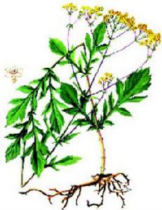 敗醬草臨床新用 敗醬草臨床新用