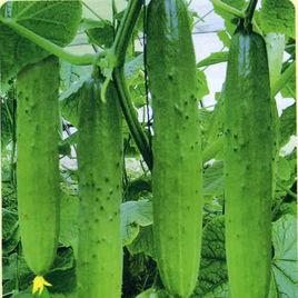 園豐8號 園豐8號