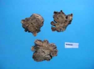 傘形科----植物川芎