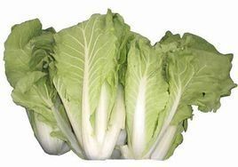 杭白菜 杭白菜