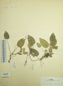 江西堇菜 江西堇菜