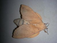 楊枯葉蛾成蟲