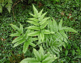 回彎徐氏蕨 回彎徐氏蕨