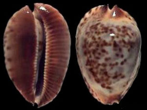 雪莉寶螺 雪莉寶螺