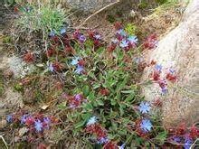 小藍雪（原變型）