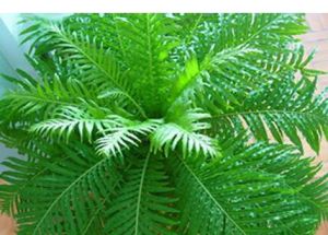 武陵山耳蕨 武陵山耳蕨