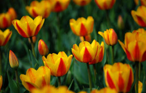 新疆鬱金香 新疆鬱金香