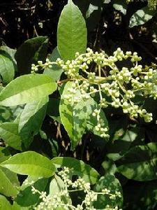 星毛冠蓋藤 星毛冠蓋藤