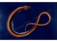 裾鰭蛇鰻 裾鰭蛇鰻