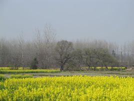 查灣村[安徽省黃山市祁門縣蘆溪鄉轄村]