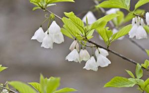 銀鐘花屬 銀鐘花屬