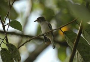 無紋雀霸鶲 無紋雀霸鶲