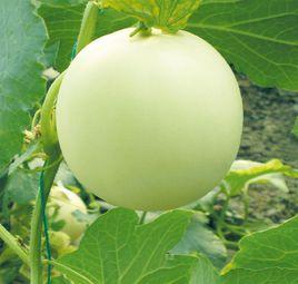 中甜一號 中甜一號