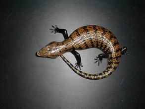 西部藍舌石龍子 西部藍舌石龍子