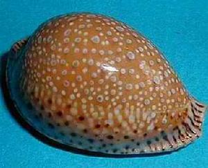 拉馬克寶螺 拉馬克寶螺