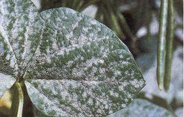 綠豆白粉病 綠豆白粉病