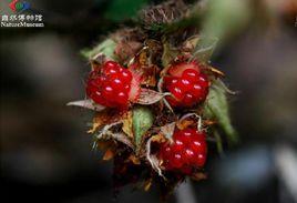 棕紅懸鉤子 棕紅懸鉤子