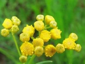 香葉棉杉菊 香葉棉杉菊