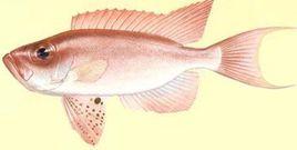 大眼鯛科 大眼鯛科