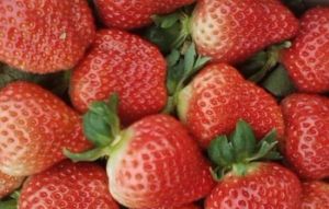 田園草莓園 田園草莓園