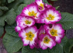 報春花[報春花目報春花科植物]