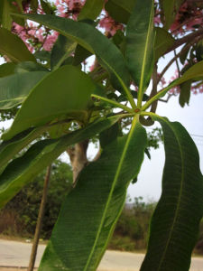 雞骨常山屬 雞骨常山屬