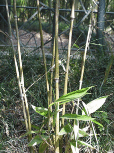 屏南少穗竹 屏南少穗竹