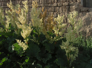 阿爾泰大黃 阿爾泰大黃