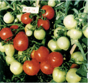 紅雜18番茄 紅雜18番茄