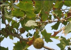 一球懸鈴木(圖1)