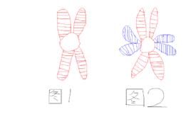 染色體加倍 染色體加倍