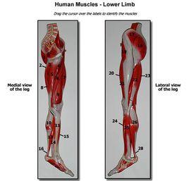 脛骨後肌 脛骨後肌