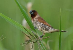 斑文鳥菲律賓亞種