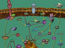 肺癌疫苗 肺癌疫苗