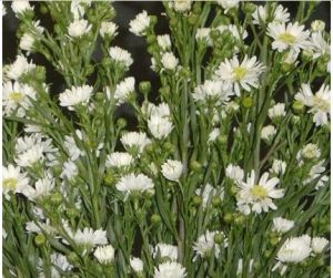 白孔雀草 白孔雀草