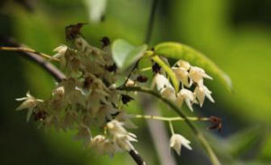小花鷹爪楓 小花鷹爪楓