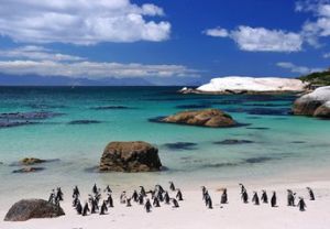 開普敦企鵝海灘 開普敦企鵝海灘