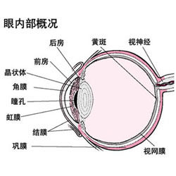 黃斑在眼球的位置