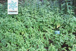 皺面苦草 皺面苦草